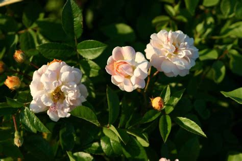 Роза Рамблер Фото И Описание – Telegraph