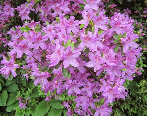 Jarvis House Pretty In Pink Spring Flowering Shrubs 2014 In The Jarvis House Garden