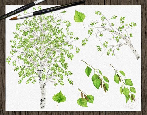 Watercolor Birch Tree Clipart Leaves Greenery Foliage Clip Art Etsy