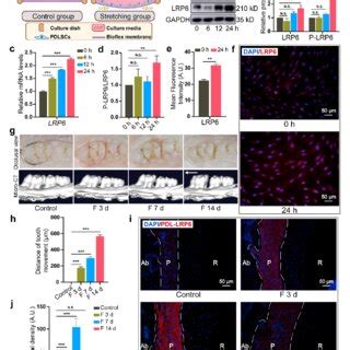 Enhanced Lrp Expression In Force Induced Pdlscs And Pdl Tissues A