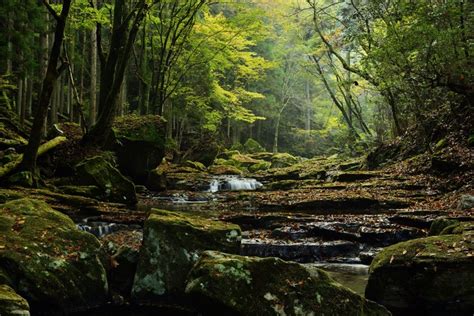 4K 5K 6K Forests Stones Trees Moss Stream HD Wallpaper Rare