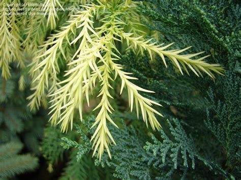 Plantfiles Pictures Cryptomeria Japanese Cedar Sekkan Sugi