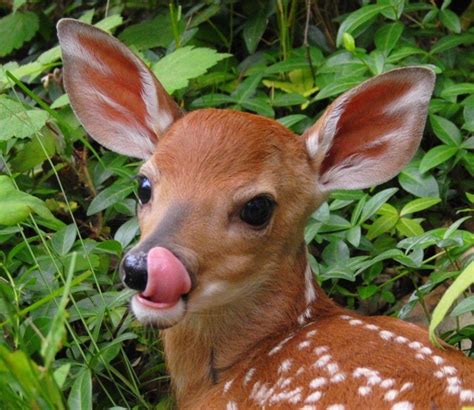 A Cute Baby Deer🥰 Raww