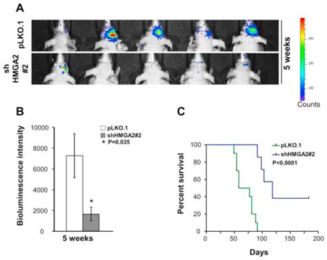 Shrna Mediated Knockdown Of Hmga In Gbm Neurosphere Cells Inhibits