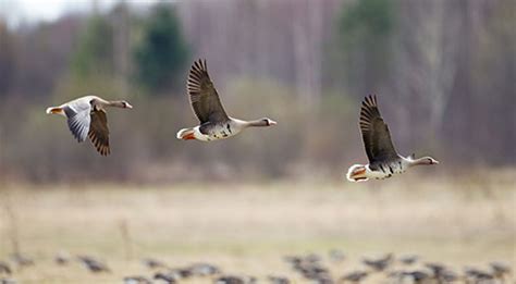 Specklebelly Goose Hunting Southern Illinois | Gander Hill Goose Club