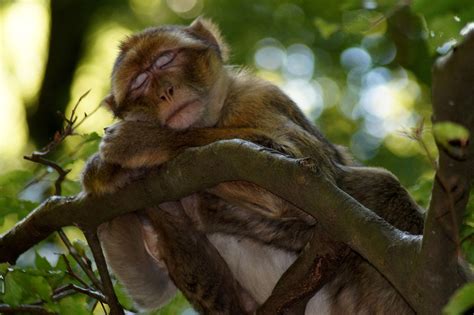 Monkey Sleeping Animal Free Photo On Pixabay