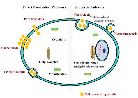 Cell Penetrating Peptides Creative Peptides Blog