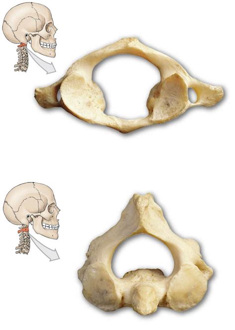 Cervical Vertebrae Atlas And Axis Diagram Quizlet