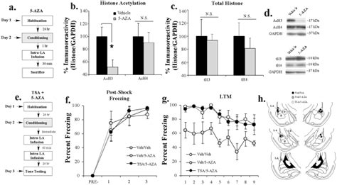 A Schematic Of The Behavioral Protocol Rats Were Trained With 3 Download Scientific Diagram