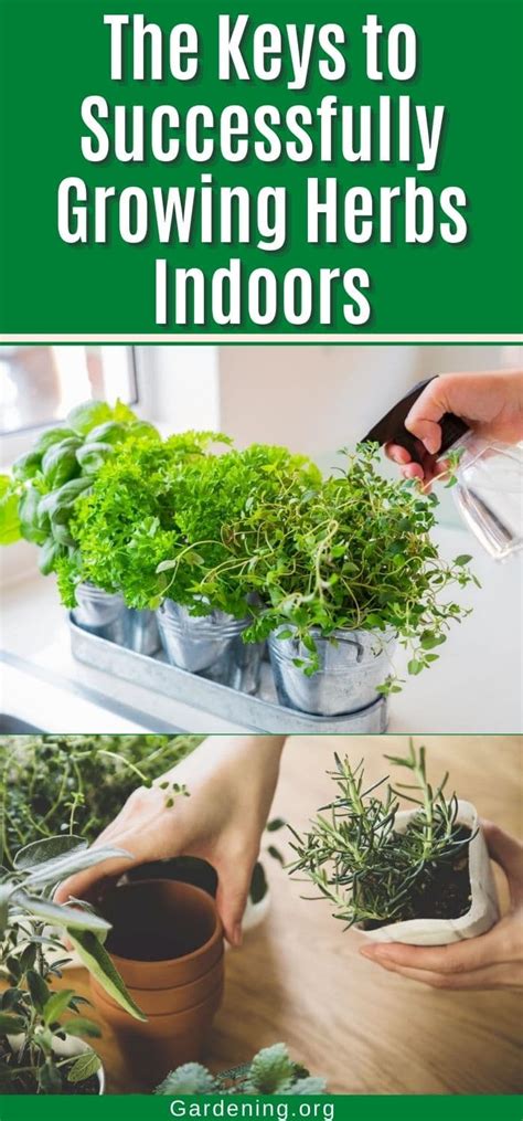 Learn The Keys To Growing Herbs Indoors Successfully And You Will Never Have To Buy Fresh Herbs