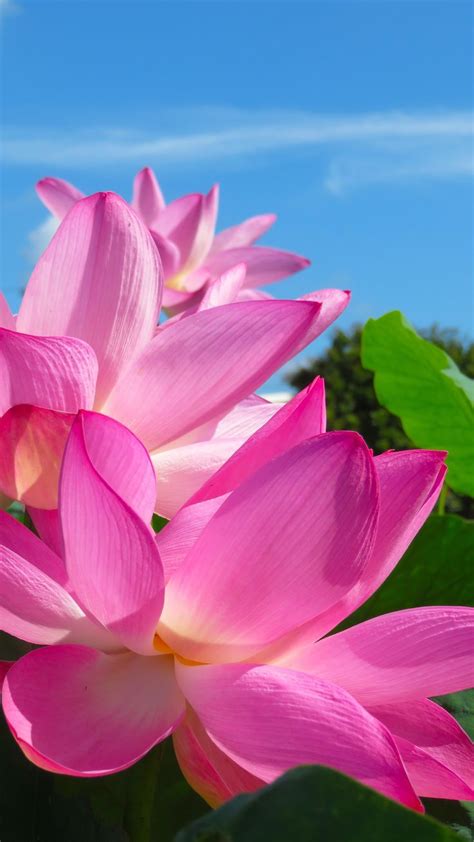 Pink Lotus Wallpapers Wallpaper Cave