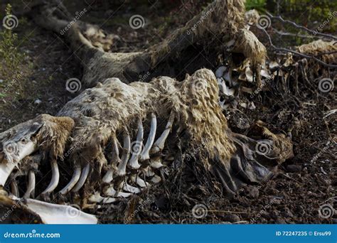 Dead Kangaroo Stock Image Image Of Dead Death Carcuss 72247235