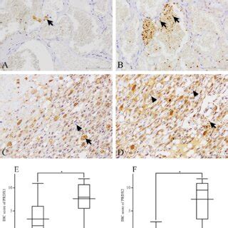 The Expression Levels Of Peroxiredoxin Prdx And In Canine