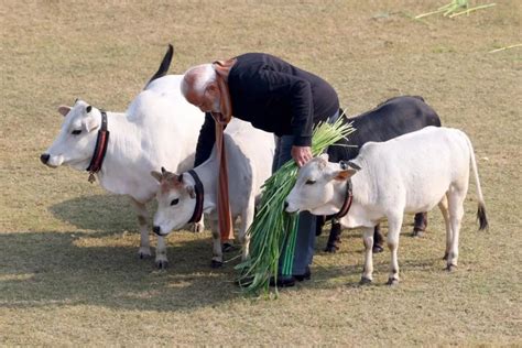 Pm Modi Feeds Cows At His Residence On Makar Sankranti Pics Inside