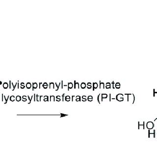 Scheme The Reaction Catalyzed By Glycosyl Transferases A