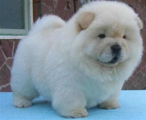 23 Panda Chow Chow Puppy For Sale L2sanpiero