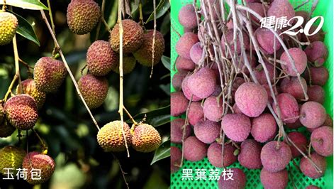 荔枝價格差很大！2招分辨「玉荷包」與「黑葉」食用前多1步驟不上火