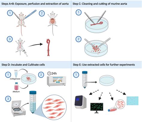 Isolation Of Murine Primary Aortic Smooth Muscle Cells BIO PROTOCOL