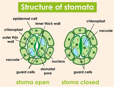 Understanding Stomata: Types, Diagram, Function » GKBOOKS