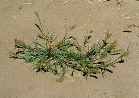 Agriculture Weeds Longspine Sandbur Cenchrus Longispinus Aka Bear