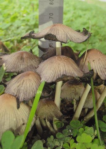 Mica Cap Coprinellus Sect Micacei