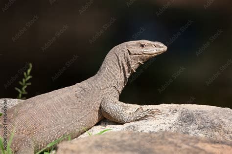 Bengal monitor (Varanus bengalensis) or common Indian monitor Stock ...