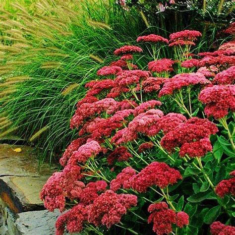 Rozchodnik Karpacki Herbstfreude Sedum Telephium Autumn Joy Albamar