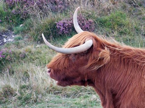 Uma Vaca De Terras Altas Chifres Maravilhosos Parte Do Rebanho De