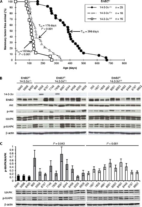 Figure 1 From Loss Of The 14 3 3σ Tumor Suppressor Is A Critical Event In Erbb2 Mediated Tumor