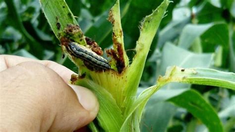 Qué pasará cuando las plagas resistan todos los pesticidas Foro