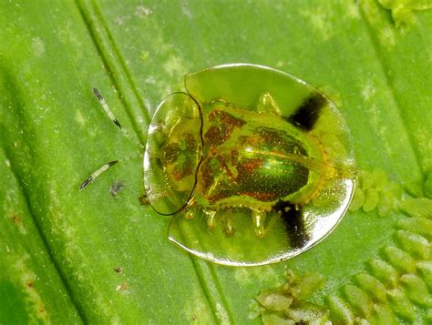 Golden Tortoise Beetle l Remarkable - Our Breathing Planet