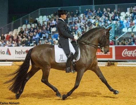 Campe N De La Copa Ancce De Doma Cl Sica Kur Gran Premio Sicab