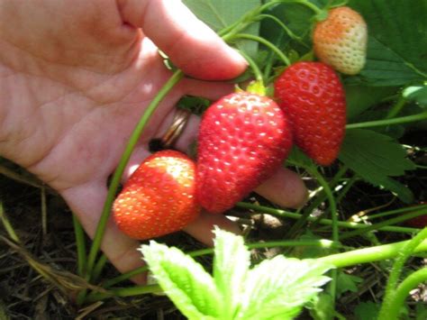 3 вкусных сорта клубники, которые удалила, но снова хочу завести ...