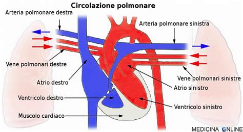 Medicina Anatomia Circolazione Sanguigna Diagramma Schematico Hot Sex