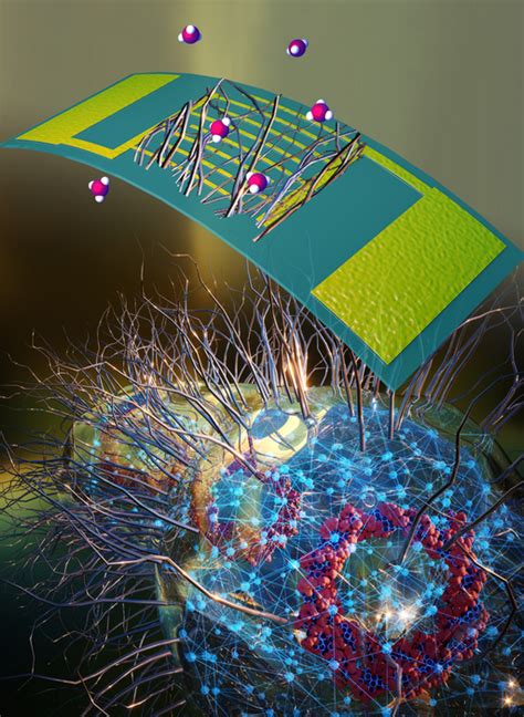 Specific Molecules Stick To Th Image Eurekalert Science News Releases