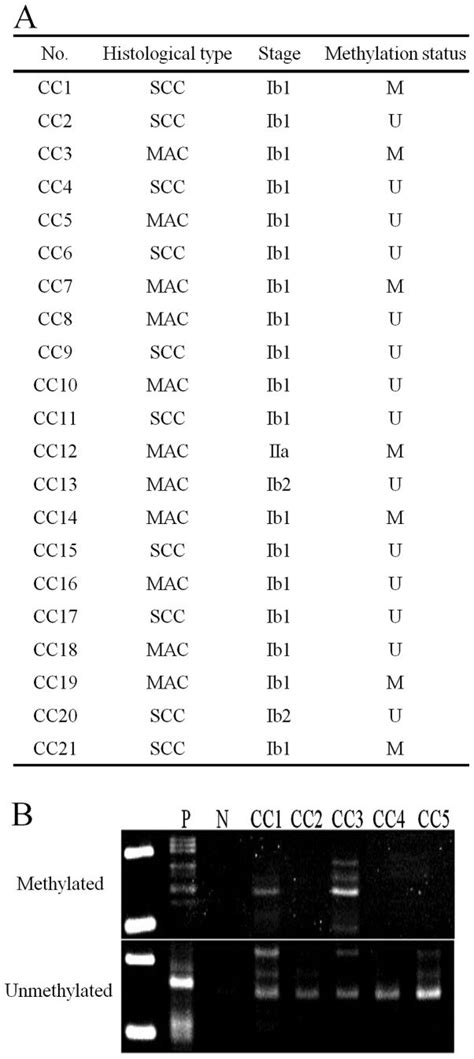 Analysis Of Aberrant Dna Hypermethylation Of The Wrn Gene In Cervical