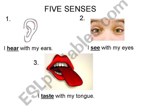 Esl English Powerpoints Five Senses