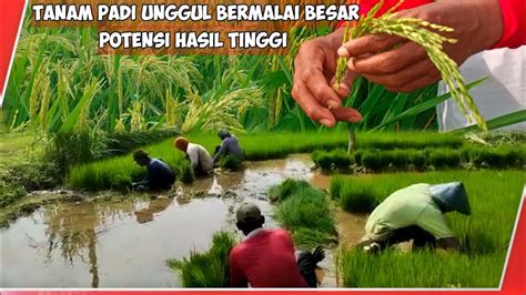 Padi HMS 700 Benih Padi Unggul Bagi Para Petani YouTube