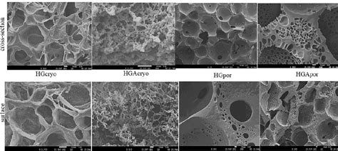 [pdf] Bioactive Interpenetrating Hydrogel Networks Based On 2 Hydroxyethyl Methacrylate And