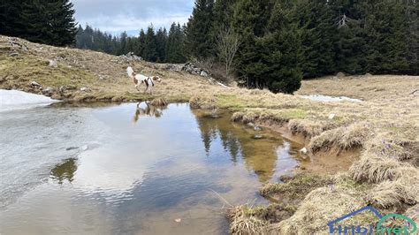 Menina Planina Slika