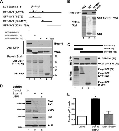 The Deubiquitinating Enzyme Usp Binds To The Supervillin N Terminus