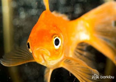 Cómo saber si un pez es hembra o macho de agua fría carpa cometa