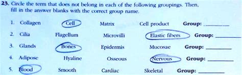 Circle The Term That Does Not Belong In Each Of The Following