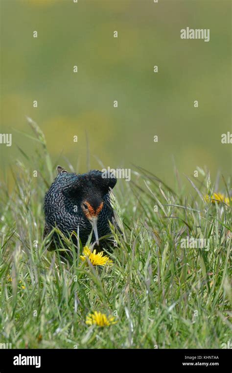 Ruff Philomachus Pugnax In Breeding Plumage Netherlands Stock Photo