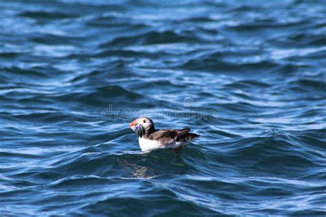 Puffin eating fish stock image. Image of seabird, puffin - 57501333