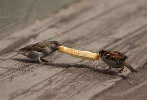 Happy Bird Place Finch And Grasskeet Blog Amazing Bird Photos