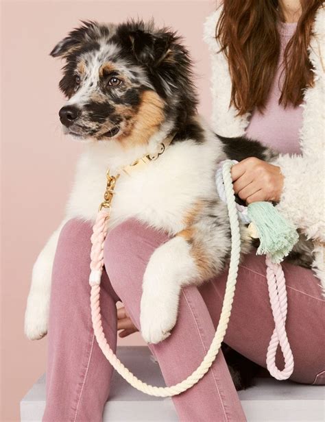 Trending Our Favourite Luxury Dog Accessories Right Now In 2020 Dog