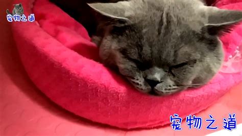 【宠物之道】不满被公猫占了窝，新来小猫突然出手打它，公猫的反应太逗了 Youtube