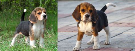 Beagle Puppies for Sale in chennai | Beagle Price chennai | Buy Beagle ...