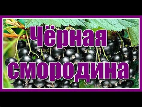 "Чёрная смородина" / Sevenrose / Новинка 2021 Красивая песня о любви ...